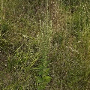 Photographie n°180533 du taxon Verbascum lychnitis L. [1753]