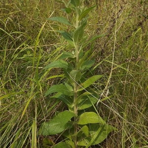 Photographie n°180534 du taxon Verbascum lychnitis L. [1753]