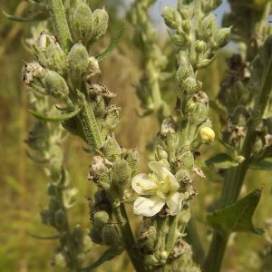 Photographie n°180535 du taxon Verbascum lychnitis L. [1753]