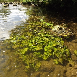 Photographie n°180590 du taxon Nuphar lutea (L.) Sm. [1809]