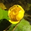  Florent Beck - Nuphar lutea (L.) Sm. [1809]