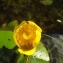  Florent Beck - Nuphar lutea (L.) Sm. [1809]