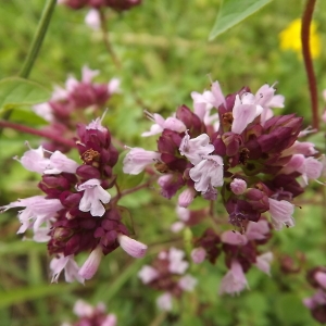 Photographie n°180641 du taxon Origanum vulgare L. [1753]