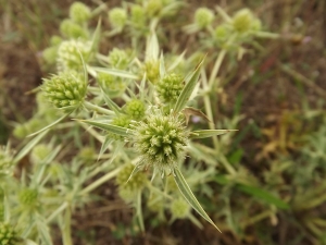 Florent Beck, le  5 août 2013 (La Roche-Posay (La Charpraie))