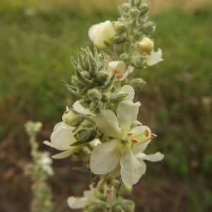 Photographie n°180684 du taxon Verbascum lychnitis L. [1753]