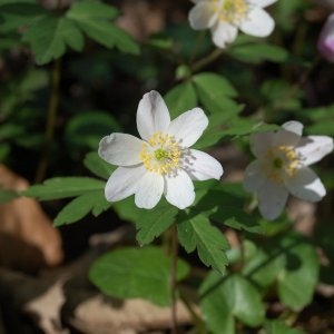 Photographie n°180727 du taxon Anemone nemorosa L. [1753]