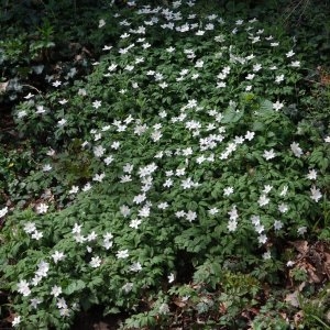 Photographie n°180728 du taxon Anemone nemorosa L. [1753]