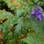  André MERLE - Aconitum napellus L. [1753]