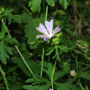 Photographie n°180747 du taxon Malva moschata L. [1753]