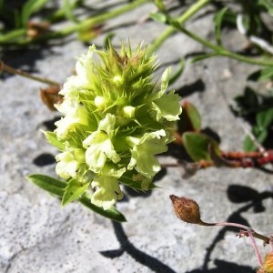 Photographie n°180753 du taxon Sideritis hyssopifolia L. [1753]