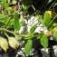  Alain Bigou - Helianthemum grandiflorum subsp. grandiflorum