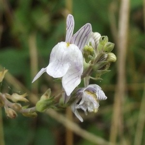 Photographie n°180806 du taxon Linaria repens (L.) Mill. [1768]