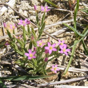 Photographie n°180814 du taxon Centaurium pulchellum (Sw.) Druce [1898]