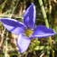  Jean-Claude Calais - Gentianella ciliata (L.) Borkh. [1796]