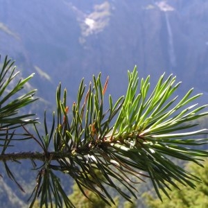 Photographie n°180826 du taxon Pinus mugo subsp. uncinata (Ramond ex DC.) Domin [1936]