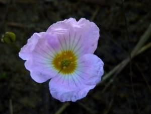 Guy LIBANTE, le  7 juillet 2013 (Carcans (Ste Hélène de l'Etang))