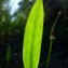  Guy LIBANTE - Baldellia ranunculoides (L.) Parl. [1854]