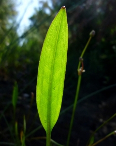 Guy LIBANTE, le  7 juillet 2013 (Carcans (Ste Hélène d'Hourtin))