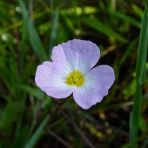 Baldellia ranunculoides (L.) Parl. (Alisma fausse renoncule)