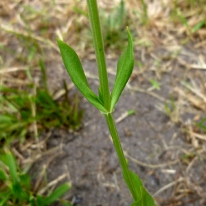 Photographie n°180860 du taxon Centaurium erythraea Rafn [1800]