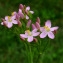  Guy LIBANTE - Centaurium erythraea Rafn [1800]