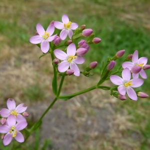 Photographie n°180862 du taxon Centaurium erythraea Rafn [1800]