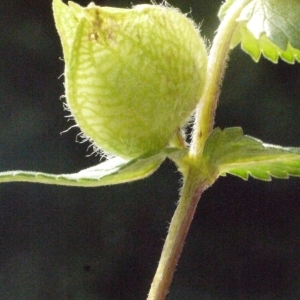 Photographie n°180875 du taxon Rhinanthus alectorolophus (Scop.) Pollich [1777]