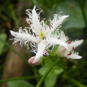 Photographie n°180895 du taxon Menyanthes trifoliata L. [1753]