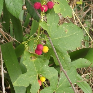 Photographie n°180900 du taxon Bryonia cretica subsp. dioica (Jacq.) Tutin [1968]