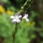  Jean-Claude Echardour - Verbena officinalis L. [1753]