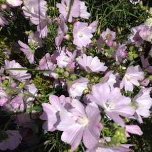 Malva sp.