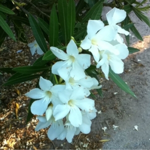 Photographie n°180936 du taxon Nerium oleander L. [1753]