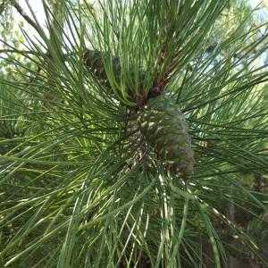  - Pinus nigra var. corsicana (Loudon) Hyl. [1913]