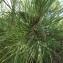  Jean-Claude Echardour - Pinus nigra var. corsicana (Loudon) Hyl. [1913]