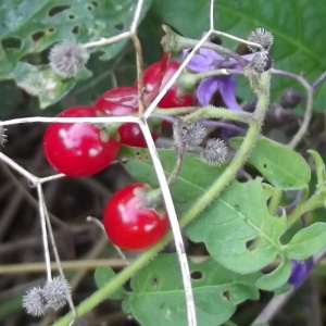 Photographie n°180950 du taxon Solanum dulcamara L. [1753]