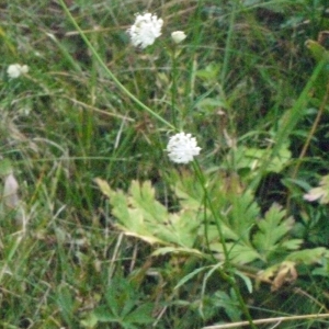 Photographie n°180951 du taxon Astrantia minor L. [1753]