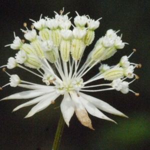 Astrantia minor L. (Petite Astrance)