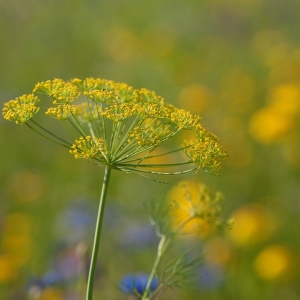 Foeniculum vulgare Mill. [1768] [nn27986] par François GRANJA le 09/07/2013 - Balma