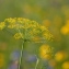 Foeniculum vulgare Mill. [1768] [nn27986] par françois Granja le 09/07/2013 - Balma