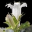  Liliane Roubaudi - Campanula trachelium L. [1753]
