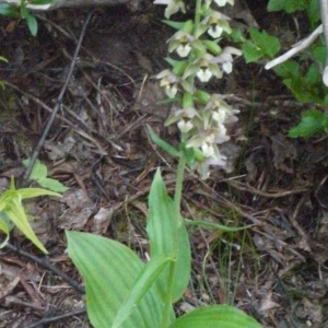 Photographie n°180989 du taxon Epipactis helleborine (L.) Crantz [1769]