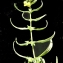 Liliane Roubaudi - Melampyrum sylvaticum L. [1753]