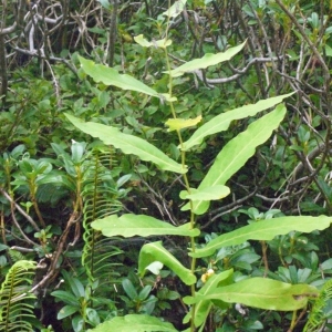 Photographie n°181006 du taxon Prenanthes purpurea L. [1753]