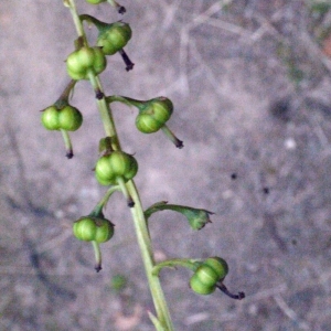 Photographie n°181009 du taxon Pyrola minor L. [1753]