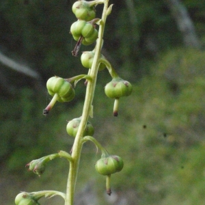 Photographie n°181011 du taxon Pyrola minor L. [1753]