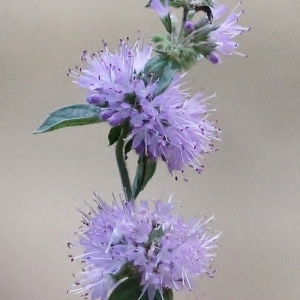  - Mentha aquatica L. [1753]