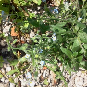 Photographie n°181067 du taxon Myosotis arvensis (L.) Hill [1764]