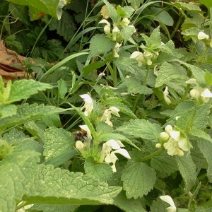 Photographie n°181074 du taxon Lamium album L. [1753]