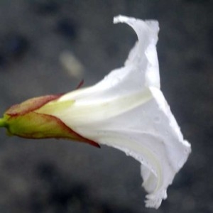 Photographie n°181085 du taxon Calystegia sepium (L.) R.Br. [1810]