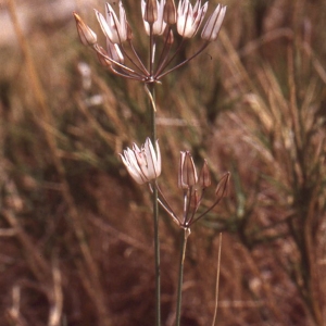 Photographie n°181098 du taxon Allium moschatum L. [1753]